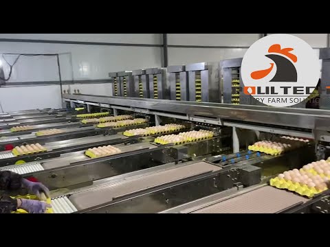 Modern High Technology Fully Automatic Egg Packing Equipment Import from Korea