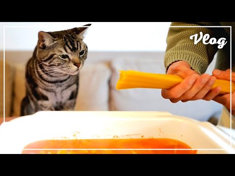 When I tried to make Napolitan on a hot plate, my cat looked anxiously.[Vlog]