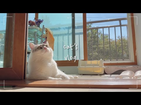 [cat vlog] 먹고 놀고 자는 고양이 뽀또의 브이로그, 고양이 일상🌼