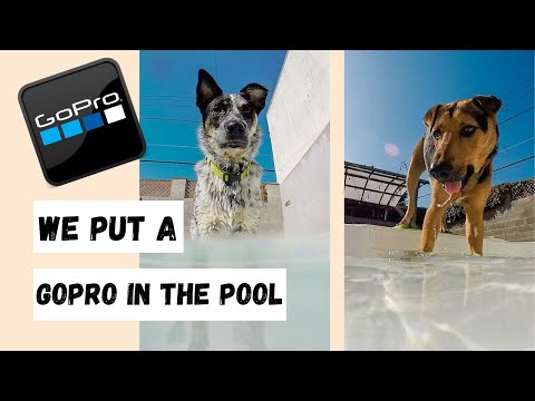 We Put A GoPro In The Dog Pool!