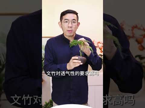 文竹怎么养？园艺师解答文竹十问