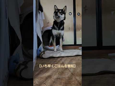 【ごはん待ち】ごはんを察知しおすわり、ふせをはじめるこつめちゃんです。ふせがどうしても前へ飛び出てしまう…#保護犬 #多頭飼育崩壊 #保護犬を家族に #柴犬 #柴犬のいる暮らし