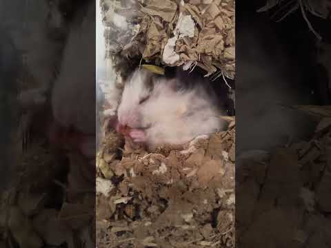 Pepper in her burrow 🥰✨ #hamster #cute #sleepy #shorts