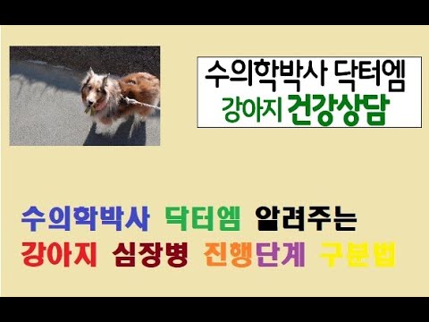 수의학박사 닥터엠이 알려주는 강아지 심장병 진행단계 구분법