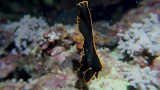 Night diving at Sunabe Seawall in Okinawa with a Juvenile Batfish