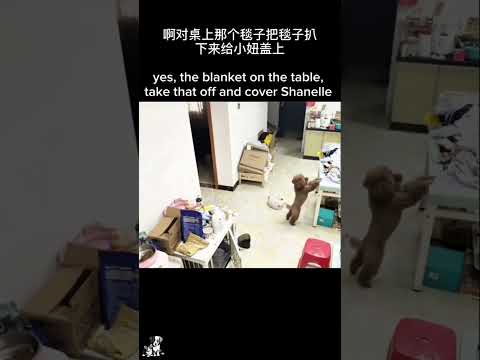 dogs knows chinese #funnypets #funny #petloverscommunity #cutedog #pet #petlovers