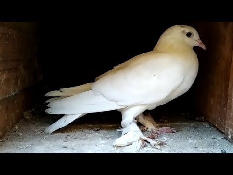 Pigeon Chicks Update in Tamil | Pet Pigeon | 28/2/2021 | #pigeonchicks #chicksgrowth #puravalarpu