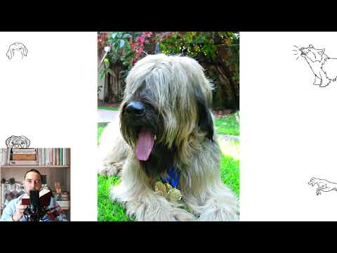 Briard