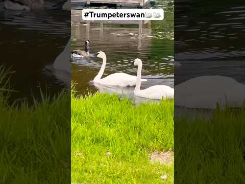 Trumpeter Swans are relaxing on the lake #trumpeter #viralshort #swans #shortsviral #youtubeshorts