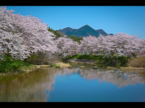 篠楽公園（宇陀川）の桜 2024.04.10