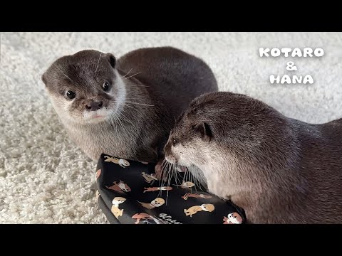 Otter’s Human-Like Stare Over the Unfairness of It All