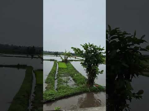 The horizon of ricefields#bali #travel #wonderfulindonesia