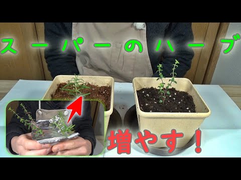 水に挿したハーブを土に植え替え！これで株を増やそう♪