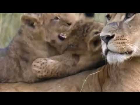 Lion family and their way of life, feeding in the jungle, cute little ones, lion cubs🐈🥰