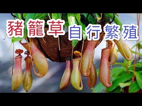 【天天小花農】豬籠草，臨近夏季季節繁殖存活率高，操作非常簡單