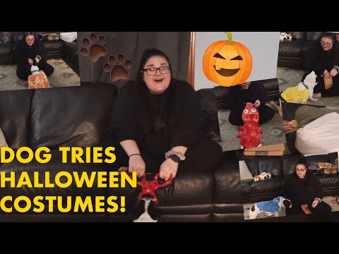 My Dog Tries on Halloween Costumes!