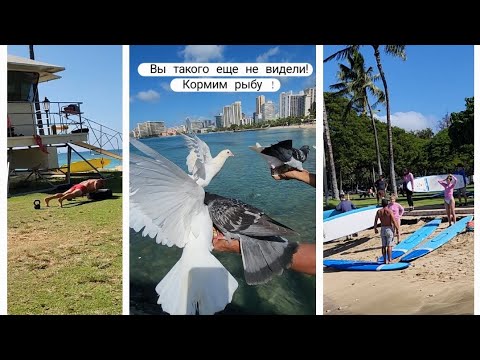 Пляж | Кормим рыбу и птичек | Остров Гавайи #oahu #hawaii #usa #shorts #жизньвсша