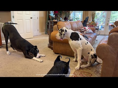 Funny Great Danes Enjoy A Lazy Game Of Wrestling Bitey Face