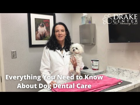 Everything You Need to Know About Dog Dental Care