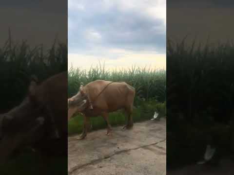 This carabao is heading home after a day's hard work #carabao #buffalo #farmanimal #animalshorts