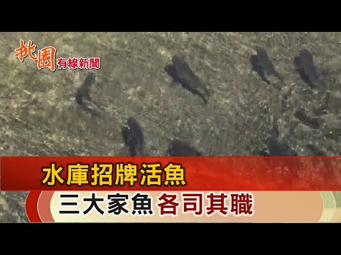 桃園有線新聞20250103-水庫招牌活魚 三大家魚各司其職