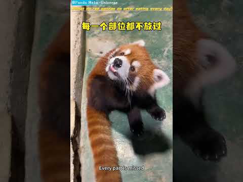 小熊猫每天吃饱后会做什么？ What do red pandas do after eating every day?#panda #cute #funny #redpanda #giantpanda