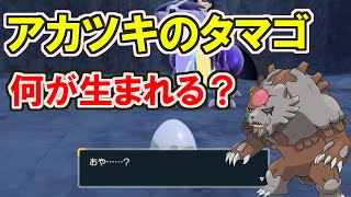 ガチグマ（アカツキ）でタマゴはできるのか？【ポケモンSV】【レギュG】【レギュH】【スカーレットバイオレット】 #shorts