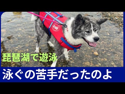 【Akita dog】あたち泳ぐのチョット苦手カモですねん！