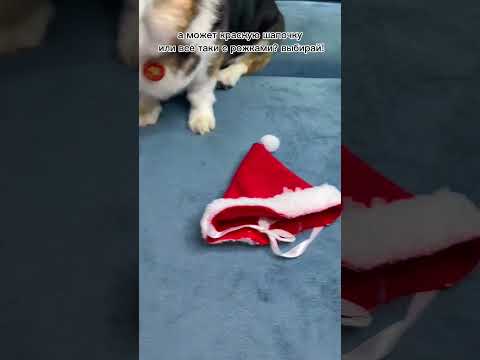 КАК ЛУНА ВЫБИРАЛА КОСТЮМ НА НОВЫЙ ГОД 🎄