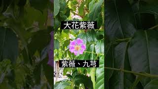 認識紫薇家族｜大花紫薇 vs 紫薇 vs 九芎