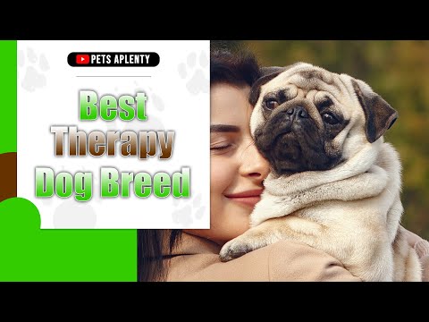 Best Therapy Dog Breed