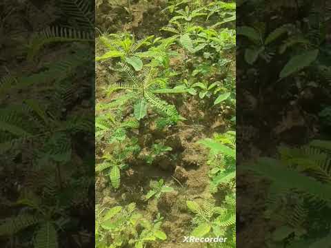 ধইঞ্জ্বা চাষের উপকারীতা, সবুজ সার #  dhaincha cultivation#youtube #viral short video#