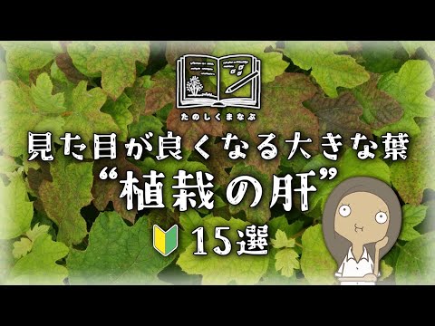 【植物の選び方】見た目を良くする大きな葉っぱ15選｜日陰・半日陰・日なたで紹介