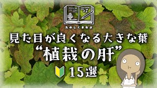 【植物の選び方】見た目を良くする大きな葉っぱ15選｜日陰・半日陰・日なたで紹介