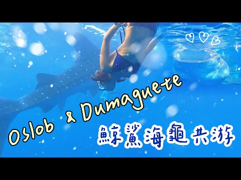 宿霧攻略🐚ep.2｜歐斯陸跟鯨鯊游泳不是夢、杜馬蓋蒂地怎麼去呢？還有阿波島海龜也太多了吧！超值渡假村推薦順便推薦給你