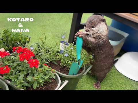 My Otter is My Cute Little Gardening Helper