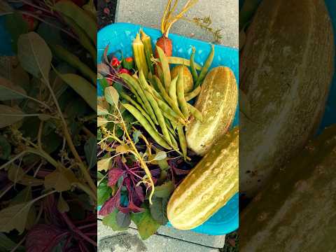 harvesting vegetables from our garden 🪴 🥗 #shortsvideo #garden #shorts #trending #gardening #fun