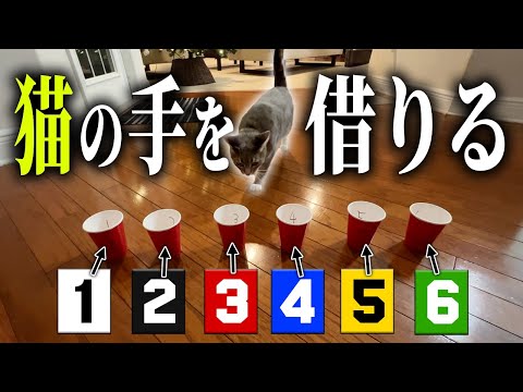 猫が選んだ目を実際にボートレースで賭けてみた結果