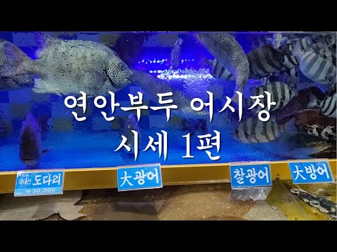 연안부두 어시장(인천종합어시장)시세 1편(종류, 가격)