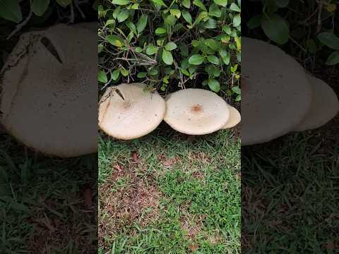 Why am i seeing so many mushrooms in the grass??  #shortsfeed #shortsyoutube #shorts #shortsvideo