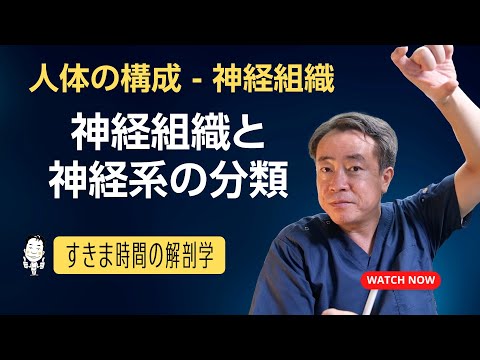 神経組織・神経系の分類【 #かずひろ先生 #解剖学 】