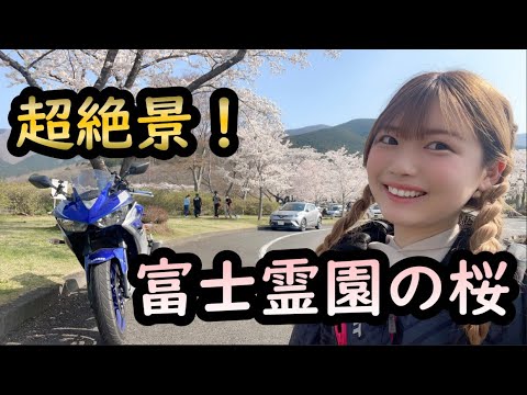 富士霊園の桜！超絶穴場！？