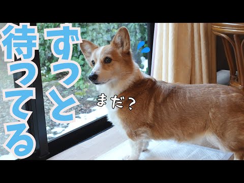 旅行中少しでも父の姿が見えなくなると心配で寂しくなるコーギー犬