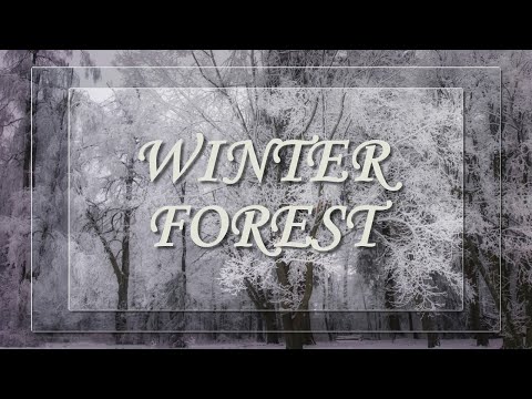 Слайдшоу. Зимний лес. Winter forest.