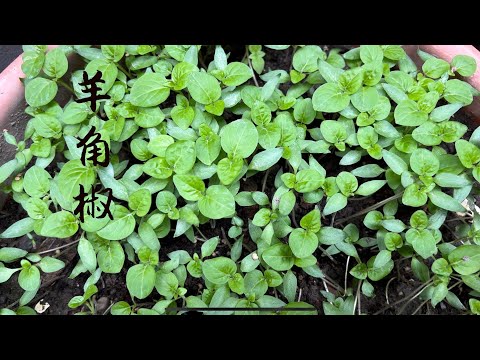 種雞澤椒 | 羊角椒（大果）