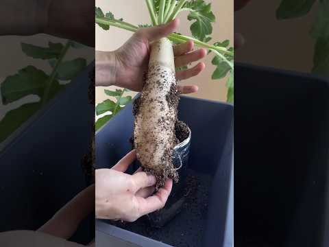 I tried growing radish in a plastic bottle／ペットボトルで大根を育ててみた