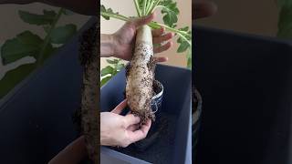 I tried growing radish in a plastic bottle／ペットボトルで大根を育ててみた