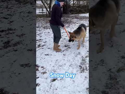 Our German Shepherd playing ball in the snow. She loves it. #germanshepherd #dogshorts