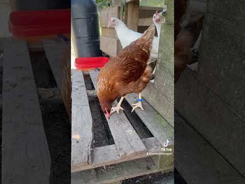 When you let the young chickens out for the first time 😍🐓#chickens #happyhens #farmanimals