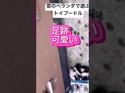 【愛犬と飼い主の温度差】飼い主「雪降ってるねー💦」愛犬「ベランダ出たい🥰」 #ショート #愛犬との暮らし #